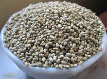Pearl Millet