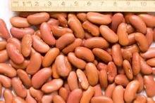  Light   Red   Kidney   Bean s