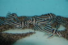  Zebra  Pleco Fish