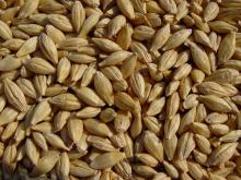  Barley   Grains 