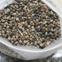  Raw  Buck wheat &  Raw   Buckwheat  kernels.