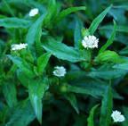 100% natural herbal plant