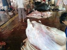 Sale of Freshly Chilled Halal Indian Buffalo
