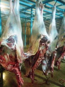 Fresh Halal Buffalo Carcass