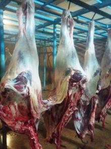 Fresh and Halal Buffalo Carcass