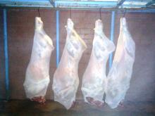 Fresh Chilled Halal Indian Buffalo Carcass