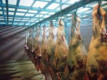 Halal Beef Carcass Fresh Chilled