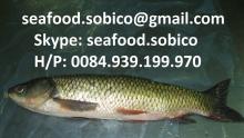  Rohu  Labeo Rohita - SKYPE: seafood.sobico