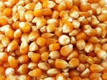Yellow and white Corn Available