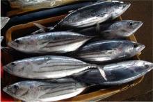 Frozen Skipjack Fish Seafood