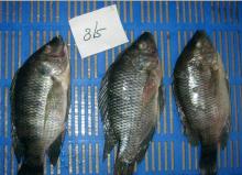 FROZEN TILAPIA WHOLE ROUND 500-800G