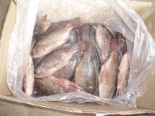 Hot sales Vietnam high quality black tilapia