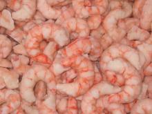 frozen white shrimp  whole   round 