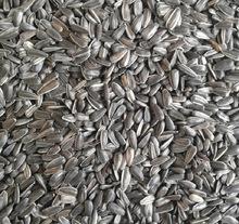 Oil sunflower seed