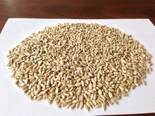  Hulled   sunflower  kernels