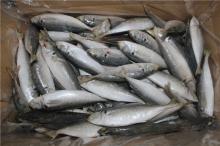  frozen   fish   frozen  blue mackerel