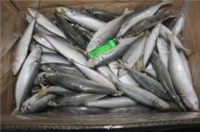 frozen fish  blue   scad  mackerel