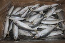 rozen fish frozen blue scad mackerel