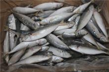 frozen fish frozen blue scad mackerel