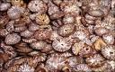 dried  betel   nut s
