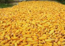 Yellow corn on sale