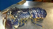 LIVE BLUE LOBSTER (Homarus Gammarus)