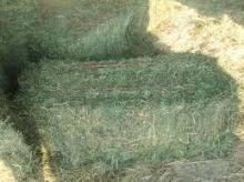 Alfalfa Hay