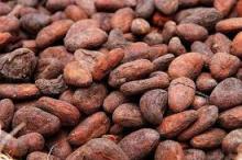  Cocoa   beans  for  sale 