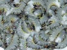 Black tiger king sea prawns