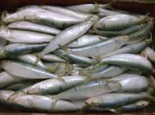Frozen Sardine fish
