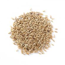  Canary  Seeds