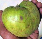 Cherimoya fruit