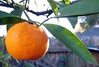 Tangerines