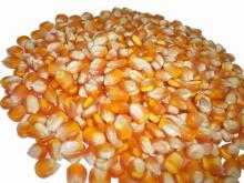 Best Price Yellow Corn /White Corn /maize For Sale