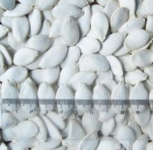 Inshell Snow White Pumpkinseed 12 cm