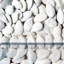 Inshell Snow White Pumpkinseed 14 cm