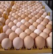 Available now Fresh  Brown   Chicken   Eggs  for  sale  at cheap rate