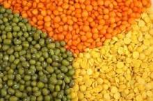 100% Red Split Lentils & Green Split Lentils , Lentils Beans Suppliers for Sale at cheap prices