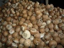  whole   Betel   nut s slit and other dried  nut s