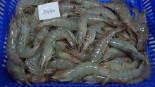 Frozen  Vannamei   White   Shrimp 