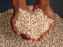 High Quality Red cowpea beans