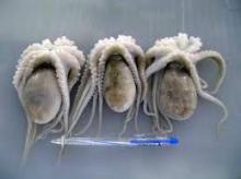 frozen  octopus  for  sale ,seafood  octopus ,baby  octopus 