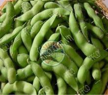 Frozen Edamame Type 1with BEST PRICE From Fresh Fruits Coporation Vietnam 2016