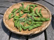 Frozen Green Soybean Grade A with BEST PRICE From Fresh Fruits Coporation Vietnam 2016