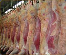Premium Quality Frozen halal boneless beef Meat/Halal n Non-Halal Meat