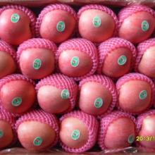 new season corp Fresh Red Fuji Apple for sale