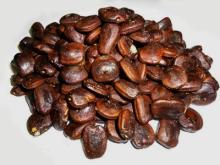 TAMARIND SEEDS