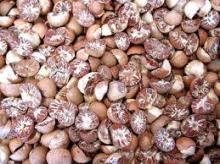 Betel Nut Whole,Dried Betel Nut  Half   cut , Dried in Thailand