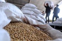 Organic Soybean