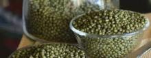 Low  price  green  mung   bean  production, mung   bean   price 